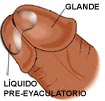 Hipersensbilidad Glande
