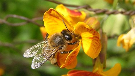 �QU� PERSONALIDAD TIENEN LOS INSECTOS?