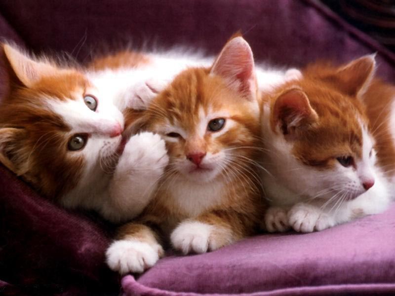 Todo lo que debes saber sobre los gatos