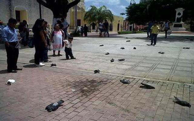 Terror! Lluvia de palomas en Mérida - Video Terror! Lluvia de palomas en Mérida - Video