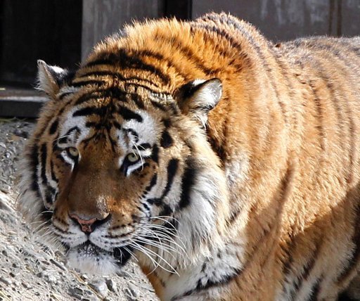 Sacrifican a un tigre que escapó y mató a su cuidadora Sacrifican a un tigre que escapó y mató a su cuidadora