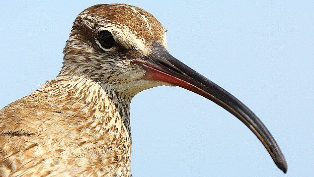 Aves que sobreviven a huracanes y tormentas