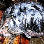 Conoce al animal más raro de Europa - Fotos y Video