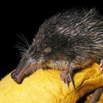 Conoce al animal más raro de Europa - Fotos y Video