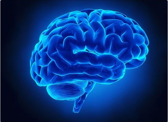 Las áreas del cerebro donde nacen las vocales