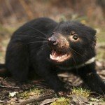 El demonio de Tasmania en peligro de extinción por un cáncer El demonio de Tasmania en peligro de extinción por un cáncer