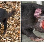 El demonio de Tasmania en peligro de extinción por un cáncer El demonio de Tasmania en peligro de extinción por un cáncer