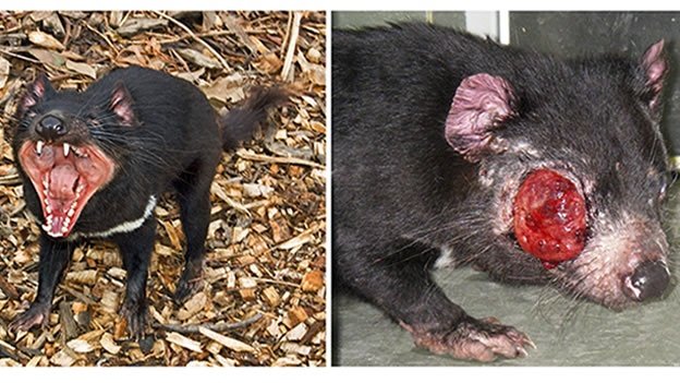 El demonio de Tasmania en peligro de extinción por un cáncer El demonio de Tasmania en peligro de extinción por un cáncer