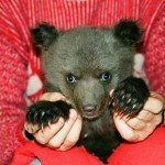 Mujer crió a un oso como su hijo - Fotos Mujer crió a un oso como su hijo - Fotos