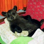 Mujer crió a un oso como su hijo - Fotos Mujer crió a un oso como su hijo - Fotos