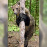 Mujer crió a un oso como su hijo - Fotos Mujer crió a un oso como su hijo - Fotos