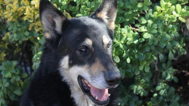 Perro vive desde hace seis años en la tumba de su amo