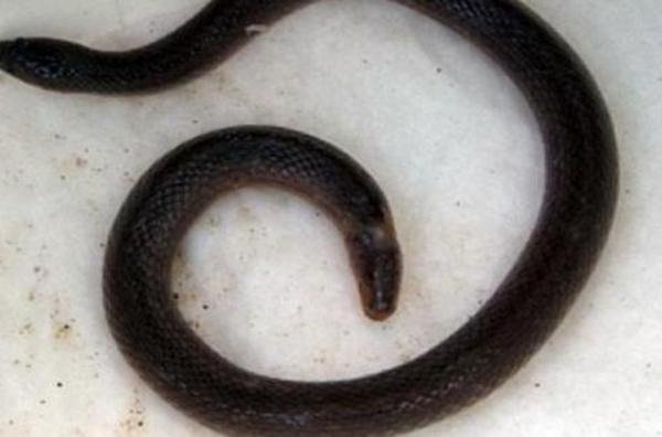 Aparece serpiente con una cabeza en cada extremo
