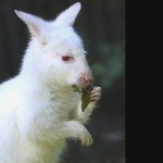 Fotos: Nala, el canguro albino furor en Alemania Fotos: Nala, el canguro albino furor en Alemania