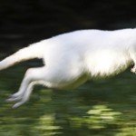 Fotos: Nala, el canguro albino furor en Alemania Fotos: Nala, el canguro albino furor en Alemania