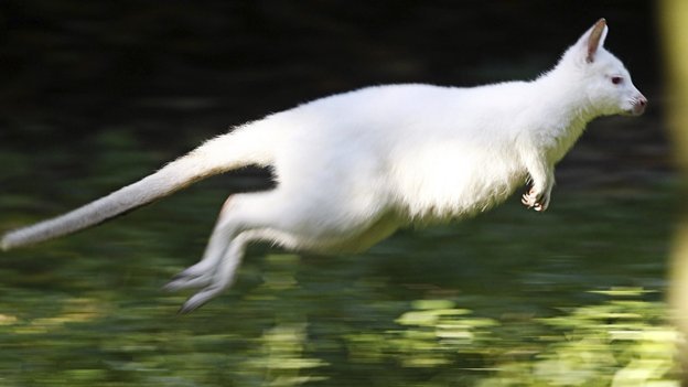 Fotos: Nala, el canguro albino furor en Alemania