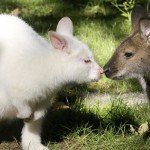 Fotos: Nala, el canguro albino furor en Alemania Fotos: Nala, el canguro albino furor en Alemania