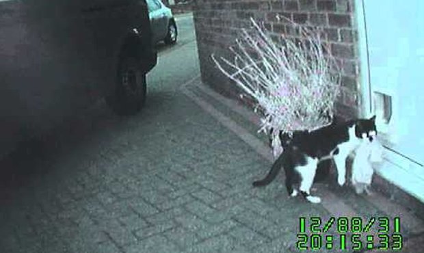 Video: Conoce a 'Denis' el gato ladron en acción