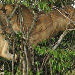 Fotos: León queda atrapado sobre un árbol Fotos: León queda atrapado sobre un árbol