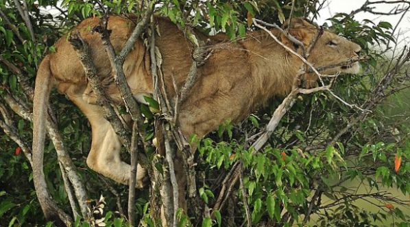 Fotos: León queda atrapado sobre un árbol