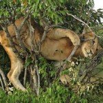 Fotos: León queda atrapado sobre un árbol Fotos: León queda atrapado sobre un árbol