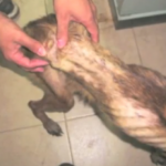 Fotos - Una mujer maltrataba y mataba a sus mascotas Fotos - Una mujer maltrataba y mataba a sus mascotas