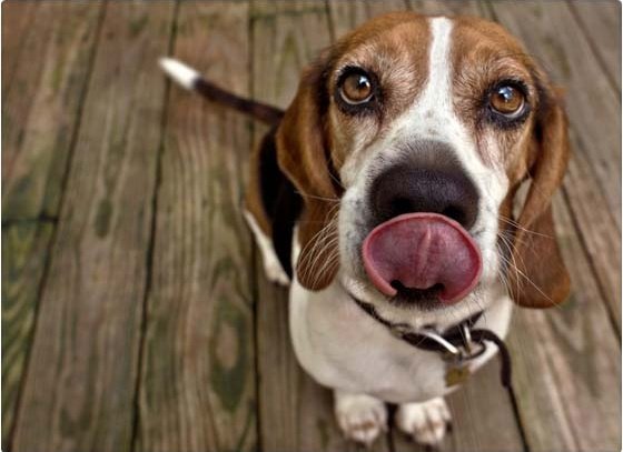 Así se calcula la edad de los perros