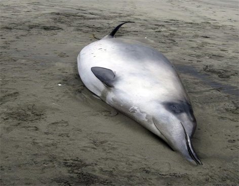 Hallan cuerpos de ballenas desconocidas