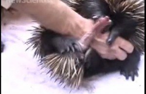 Video: asombra oso hormiguero con pene de cuatro cabezas
