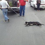 Fotos: Ahorcan a un perro por la presencia de Felipe Calderón Fotos: Ahorcan a un perro por la presencia de Felipe Calderón