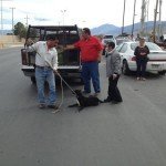 Fotos: Ahorcan a un perro por la presencia de Felipe Calderón Fotos: Ahorcan a un perro por la presencia de Felipe Calderón