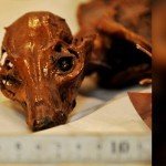 Hallan perro momificado en México hace mil años - Fotos Hallan perro momificado en México hace mil años - Fotos