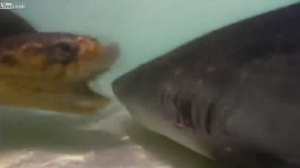 Video: Tortuga ataca a tiburón, casi le come un ojo
