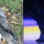 Fotos: El avión en que viajaba Jenni Rivera y sus pertenencias Fotos: El avión en que viajaba Jenni Rivera y sus pertenencias