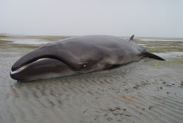 Hallan con vida una ballena que se creía extinta