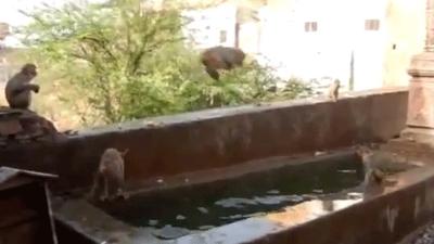 Video: Monos se refrescan divertidos en la piscina