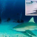 Fotos y videos: Masacran a Tiburón Toro en Riviera Maya Fotos y videos: Masacran a Tiburón Toro en Riviera Maya