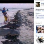 Fotos y videos: Masacran a Tiburón Toro en Riviera Maya Fotos y videos: Masacran a Tiburón Toro en Riviera Maya