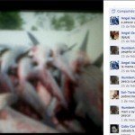 Fotos y videos: Masacran a Tiburón Toro en Riviera Maya Fotos y videos: Masacran a Tiburón Toro en Riviera Maya