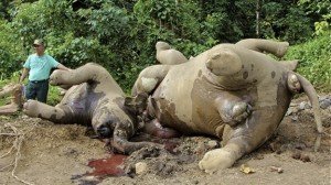 Mueren diez elefantes pigmeo, especie en peligro de extinción - Fotos