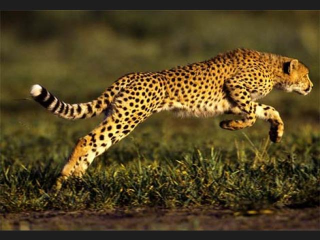 Conoce cuáles son los animales más veloces del mundo Conoce cuáles son los animales más veloces del mundo