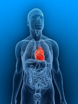 ¿El corazón sigue latiendo fuera del cuerpo?