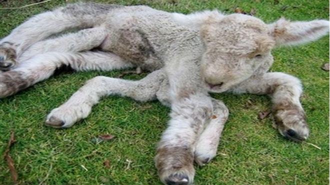 Terror por oveja que nació con 8 patas y 3 ojos