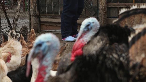 Terror en Maryland por ataque de pavos