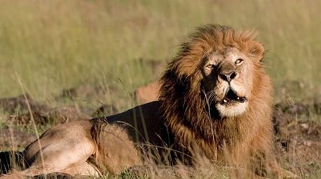 Alerta: León africano en peligro de extinción