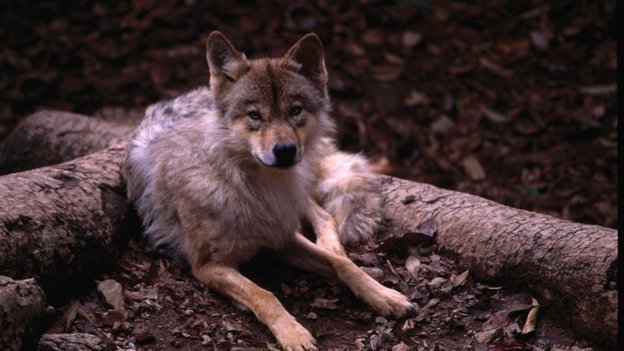 Enterate los detalles sobre el origen de los perros