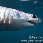 Conoce a Mako el tiburón más mortal del océano Conoce a Mako el tiburón más mortal del océano