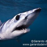 Conoce a Mako el tiburón más mortal del océano Conoce a Mako el tiburón más mortal del océano