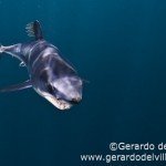 Conoce a Mako el tiburón más mortal del océano Conoce a Mako el tiburón más mortal del océano