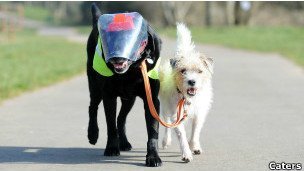 Perro es el guía de su compañero ciego